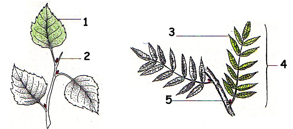 Samengesteld&enkelvoudigblad.jpg