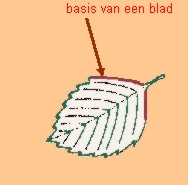 basis van een blad